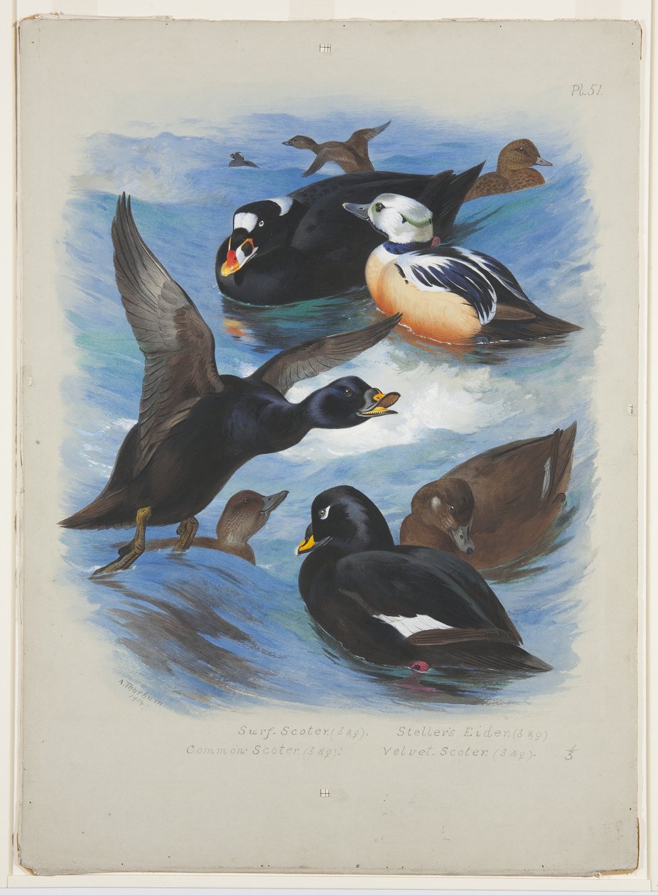 Patos y éider de Steller, c.1915 de Archibald Thorburn