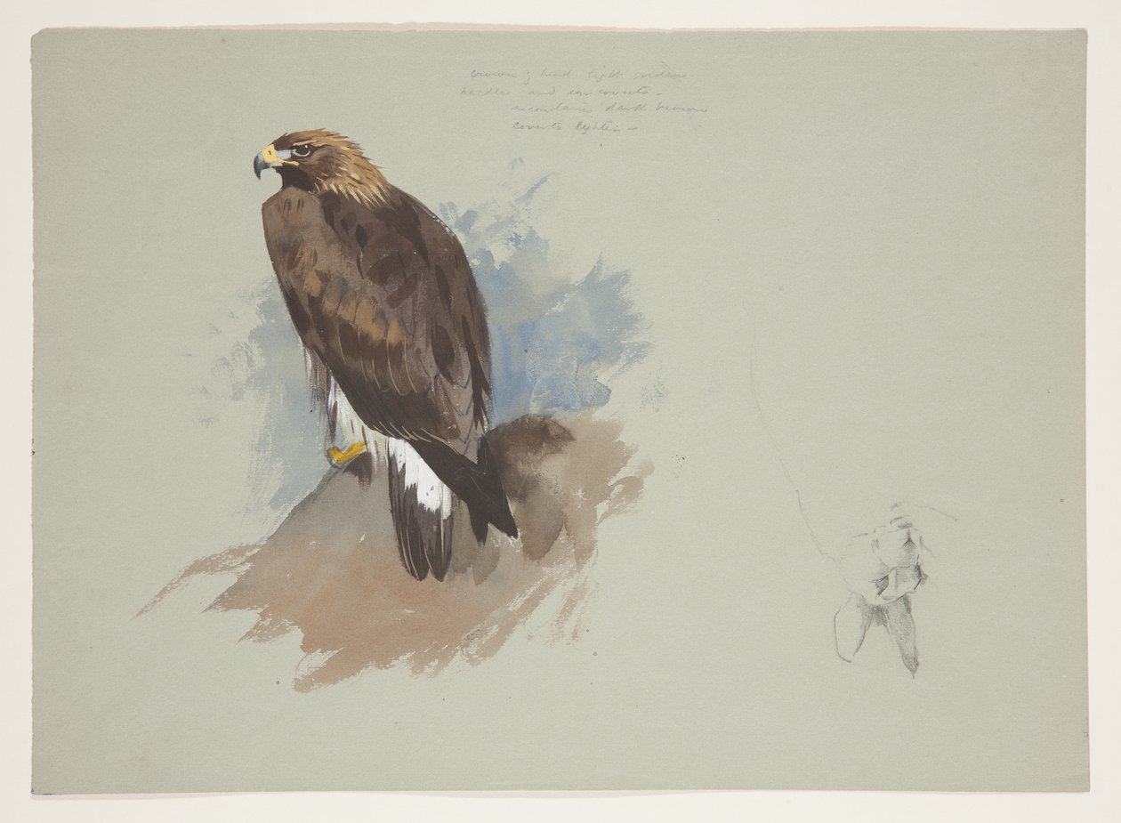 Águila marina y boceto a lápiz de conejo, c.1915 de Archibald Thorburn