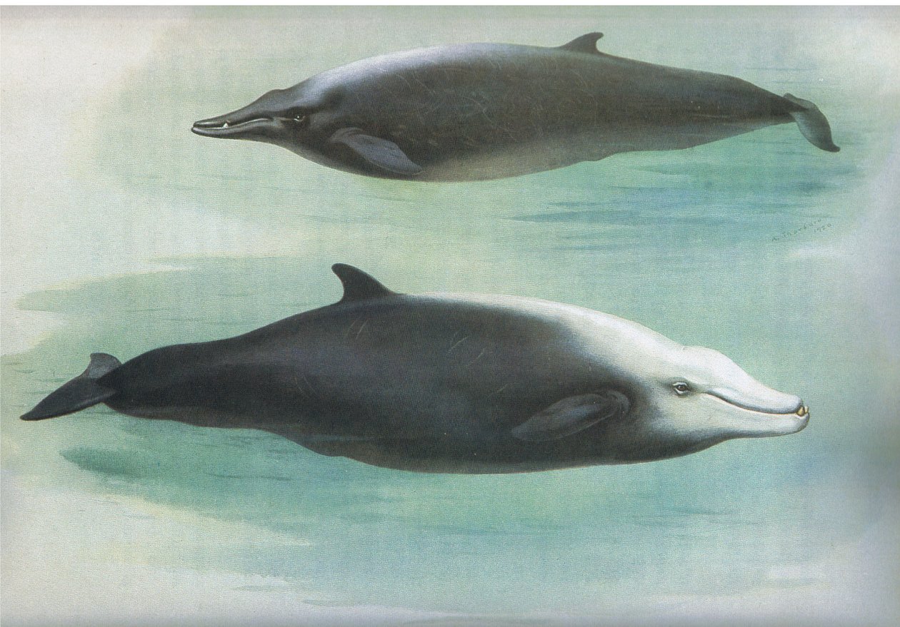 La ballena de Sowerby y la ballena de Cuvier, de los mamíferos de Thorburn publicados por Longmans y Co, c. 1920 de Archibald Thorburn