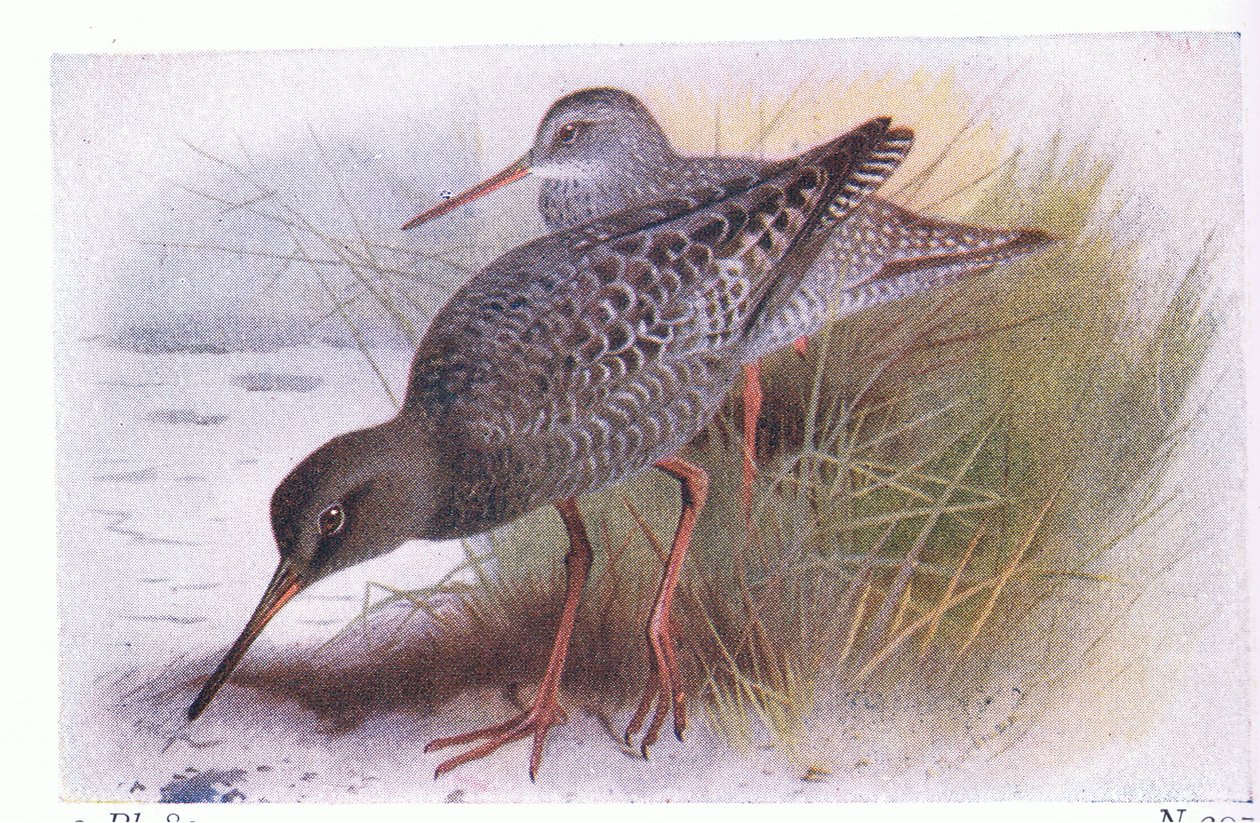 Archibebe oscuro, de Aves de las Islas Británicas y sus Huevos publicado por Frederick Warne & Co Ltd, 1958 de Archibald Thorburn