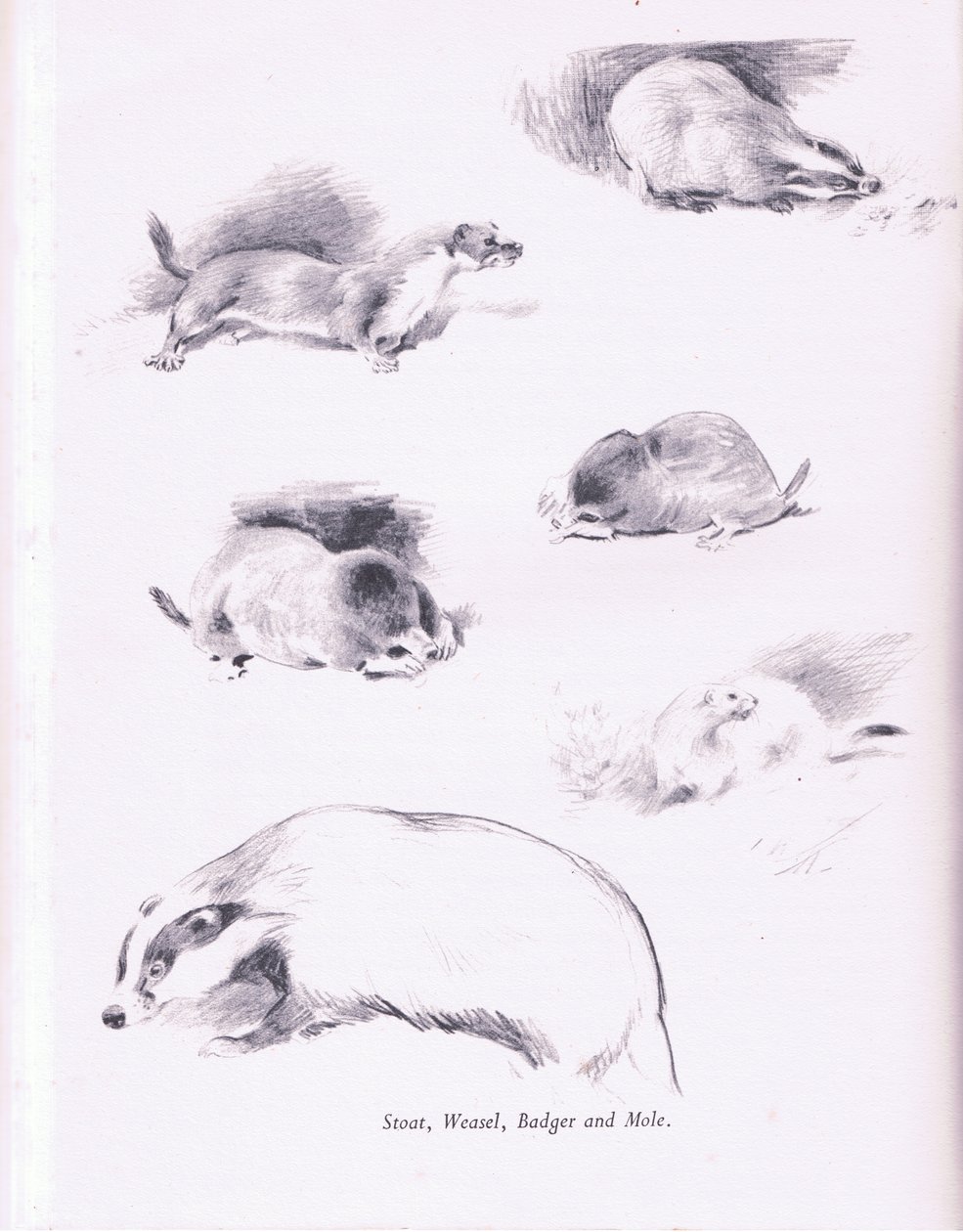 Comadreja, armiño, tejón y topo de Archibald Thorburn