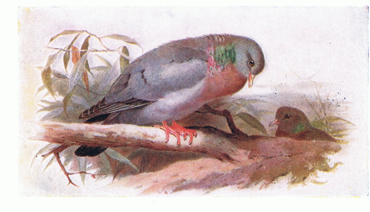 Paloma Zurita, de Aves de las Islas Británicas y Sus Huevos publicado por Frederick Warne & Co Ltd, 1958 de Archibald Thorburn