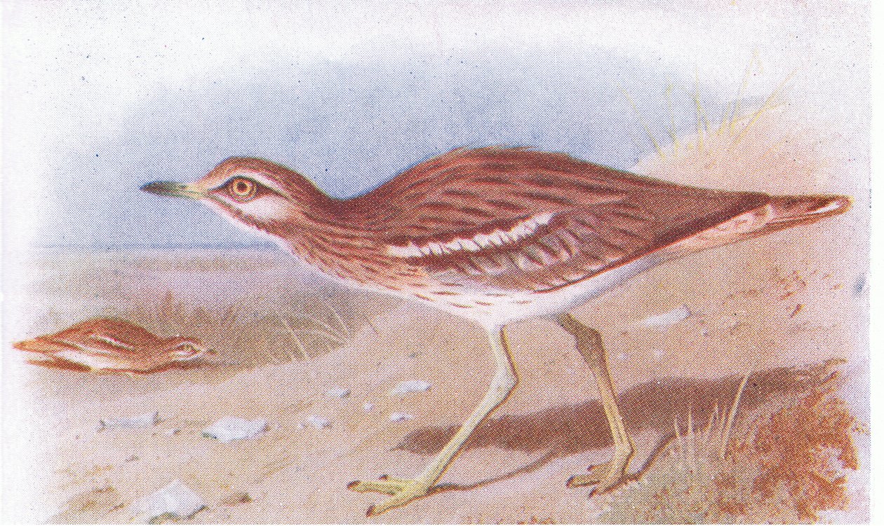 Alcaraván Común, de Aves de las Islas Británicas y Sus Huevos publicado por Frederick Warne & Co Ltd, 1958 de Archibald Thorburn