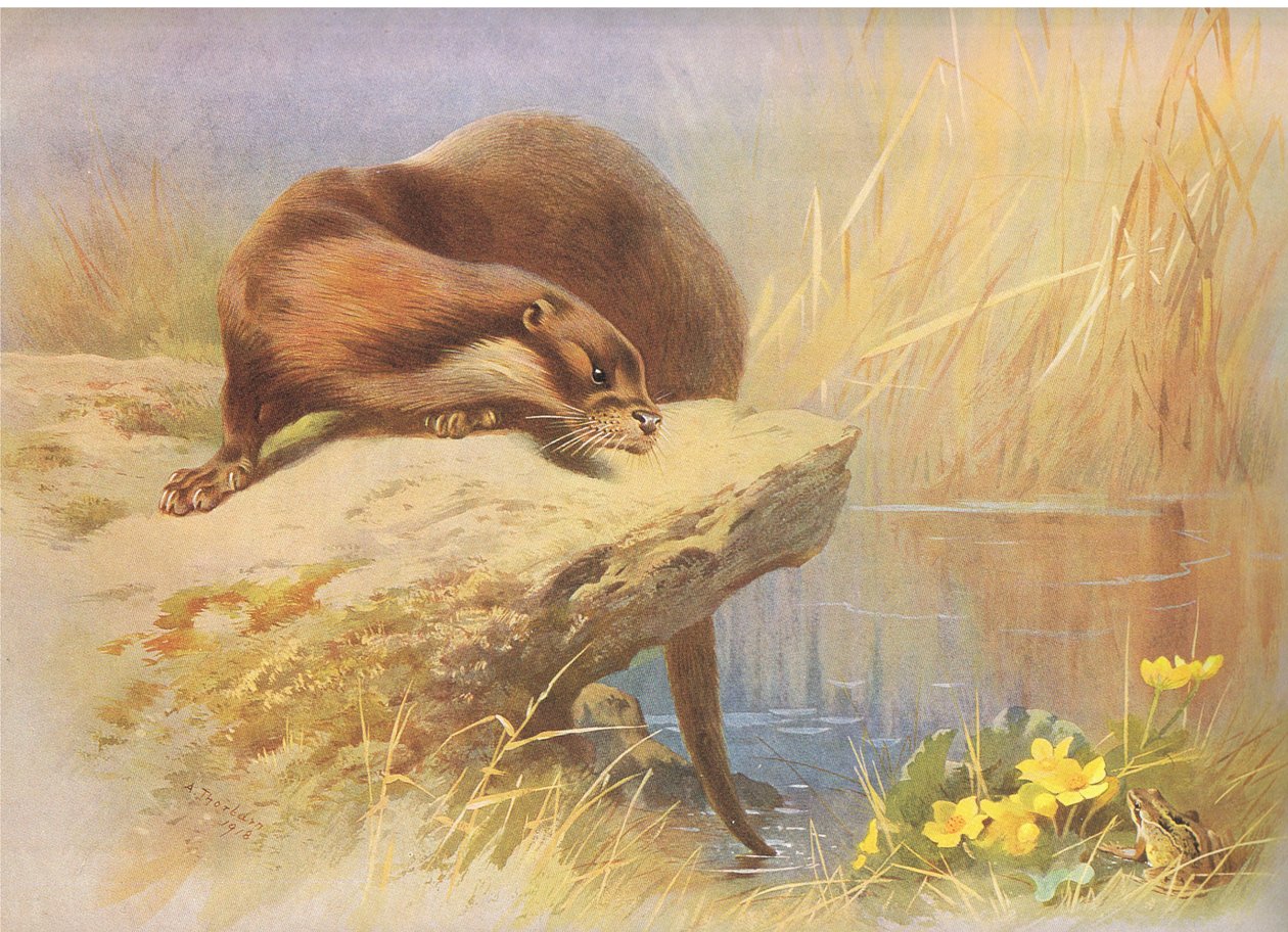 La nutria, de los Mamíferos de Thorburn publicado por Longmans and Co, c. 1920 de Archibald Thorburn