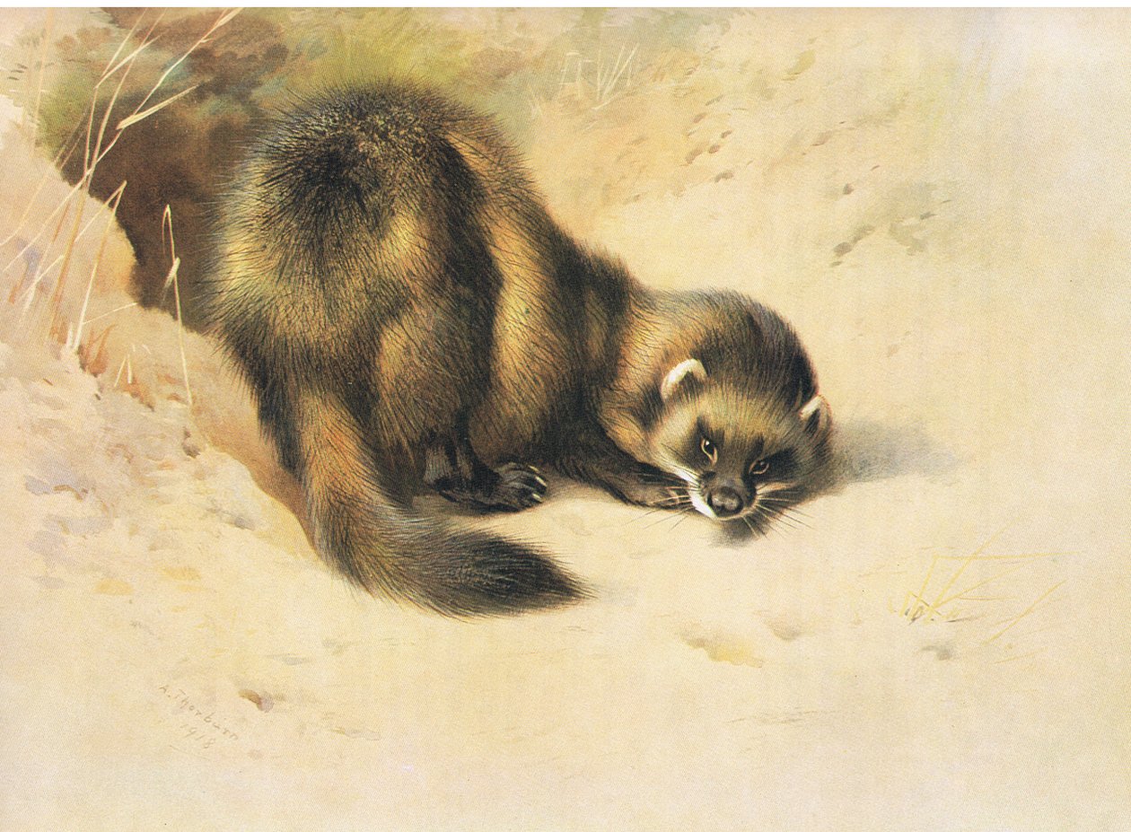 El turón, de los mamíferos de Thorburn publicado por Longmans and Co, c. 1920 de Archibald Thorburn