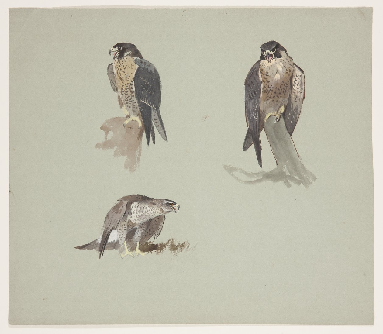 Tres bocetos en color de un halcón peregrino macho, c.1915 de Archibald Thorburn