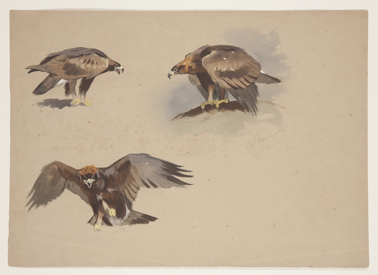 Tres pequeños bocetos de un águila real, c.1915 de Archibald Thorburn