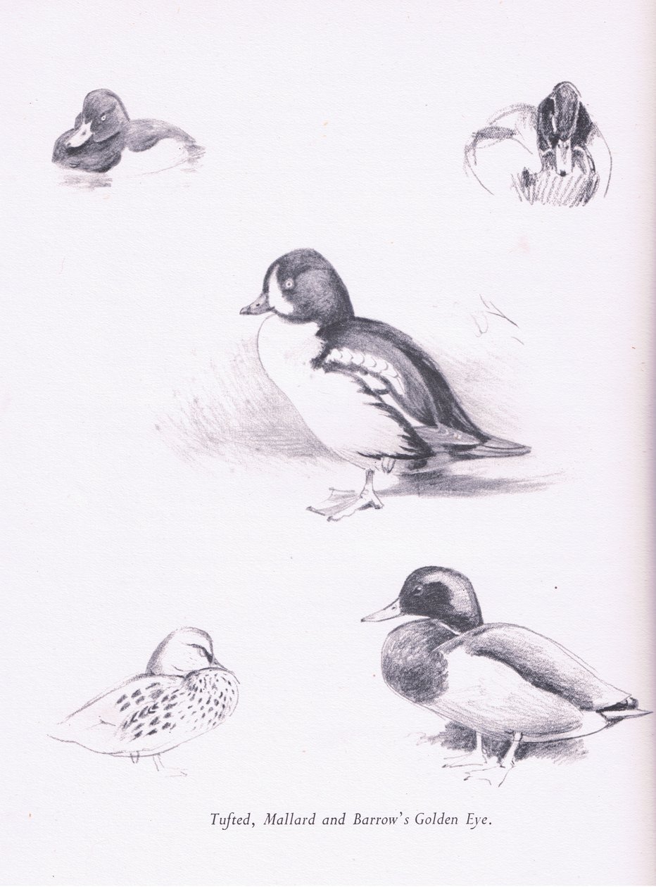 Patos copetudos, ánades reales, porrón osculado, 1938 de Archibald Thorburn