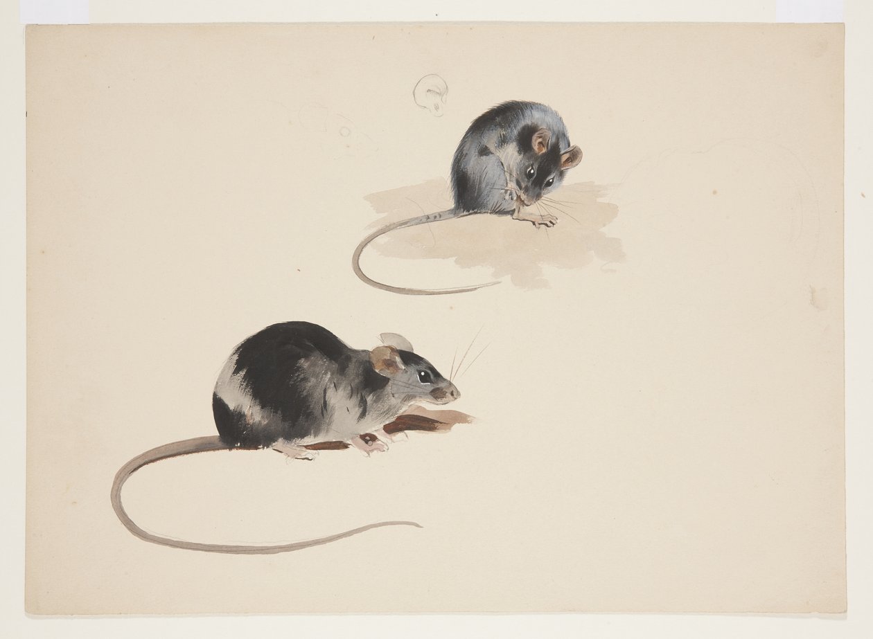 Dos estudios de rata negra, c.1915 de Archibald Thorburn