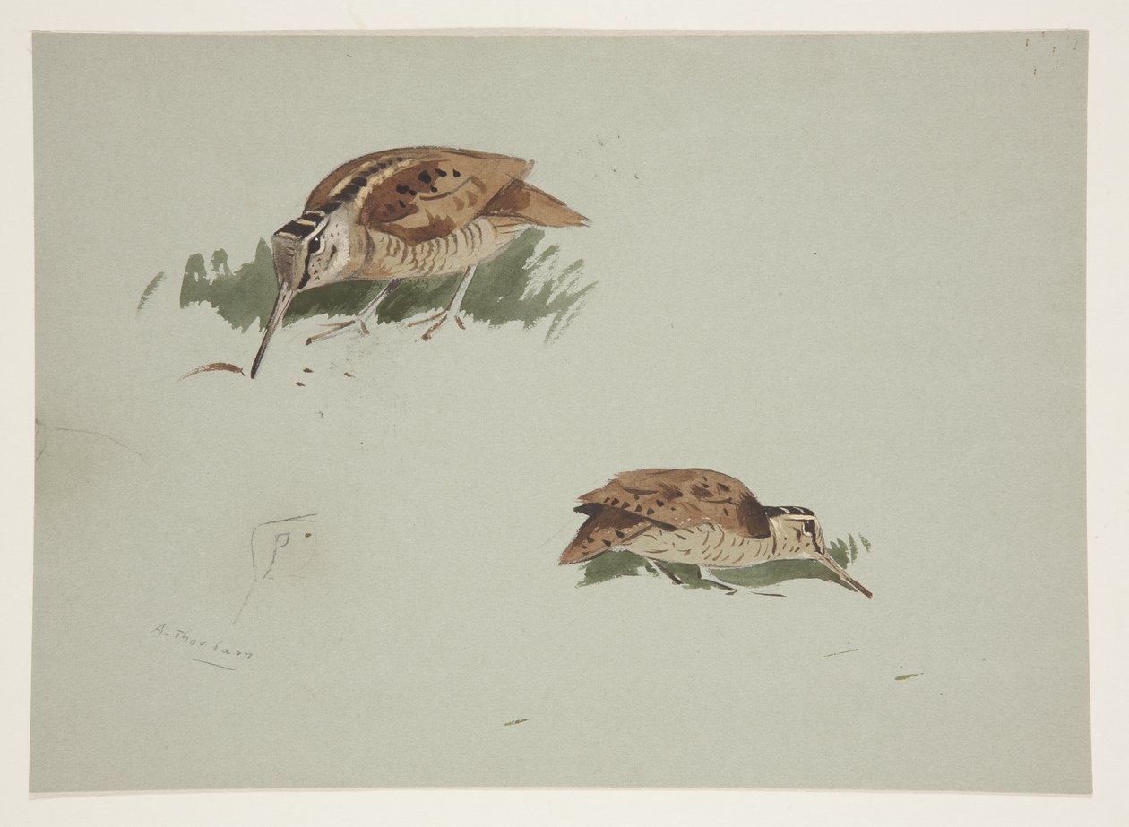 Dos viñetas de becada, c.1915 de Archibald Thorburn