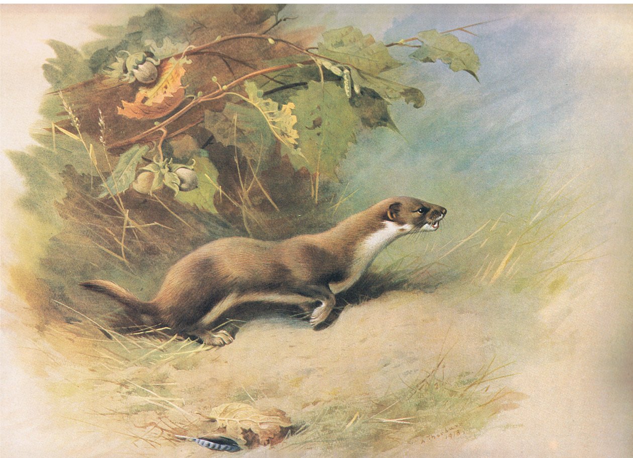 Comadreja, de los mamíferos de Thorburn publicado por Longmans and Co, c. 1920 de Archibald Thorburn