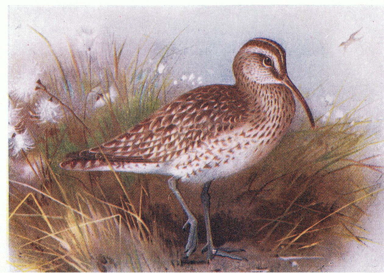 Zarapito Trinador, de Aves de las Islas Británicas y Sus Huevos publicado por Frederick Warne & Co Ltd, 1958 de Archibald Thorburn
