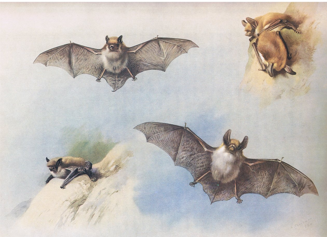 Murciélago bigotudo y murciélago de Bechstein, de los Mamíferos de Thorburn publicado por Longmans and Co, c. 1920 de Archibald Thorburn