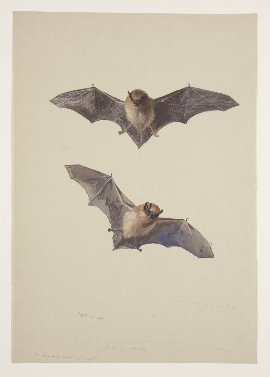 Murciélago bigotudo, c.1915 de Archibald Thorburn