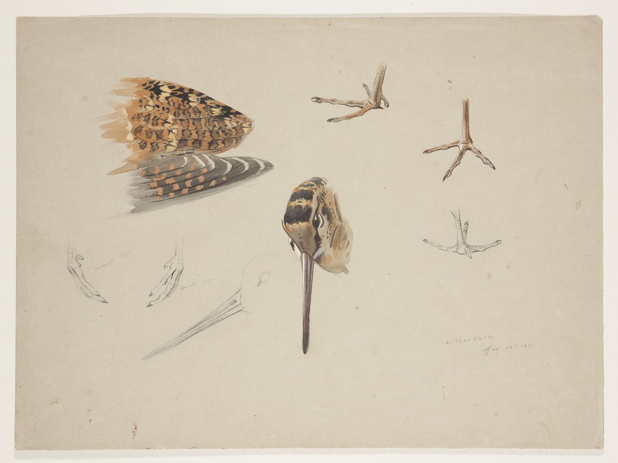 Pico, patas y ala de becada, c.1915 de Archibald Thorburn