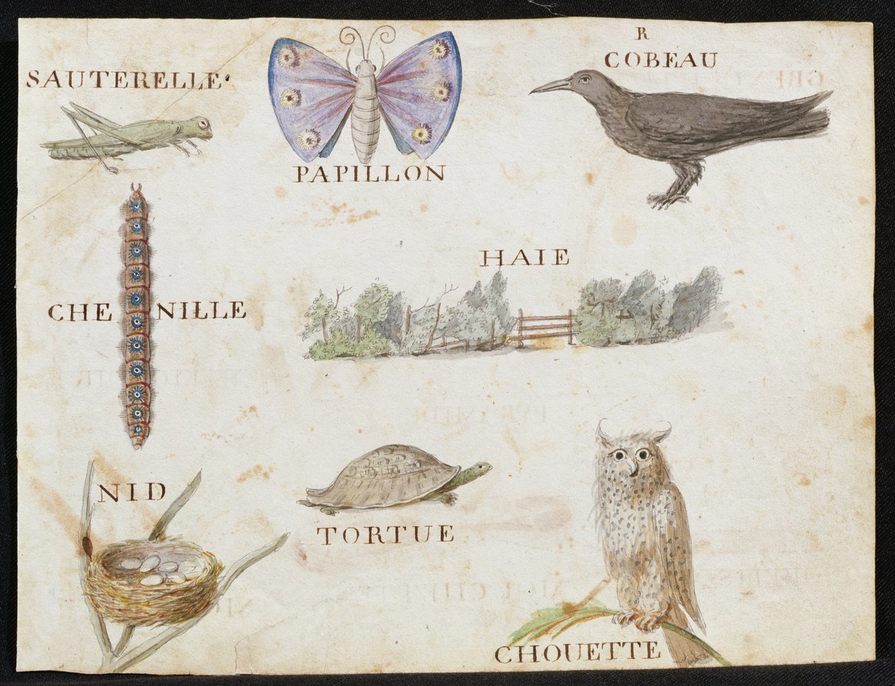 Ilustraciones de 