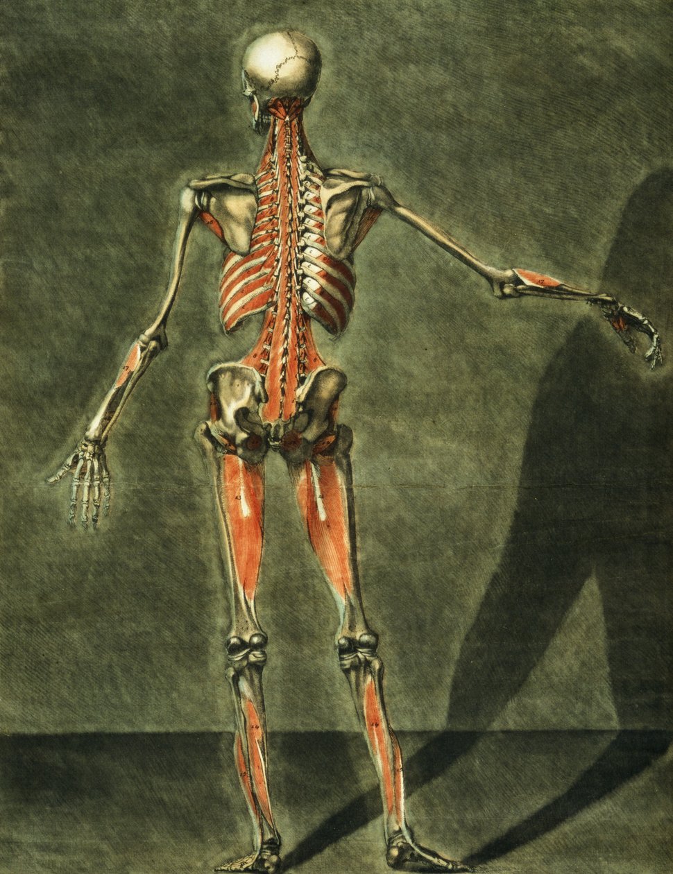 Sistema muscular profundo de la espalda del cuerpo, lámina 10 de un curso completo de anatomía con texto de Jadelot, grabado por el artista, pub. 1773 de Arnauld Eloi Gautier D