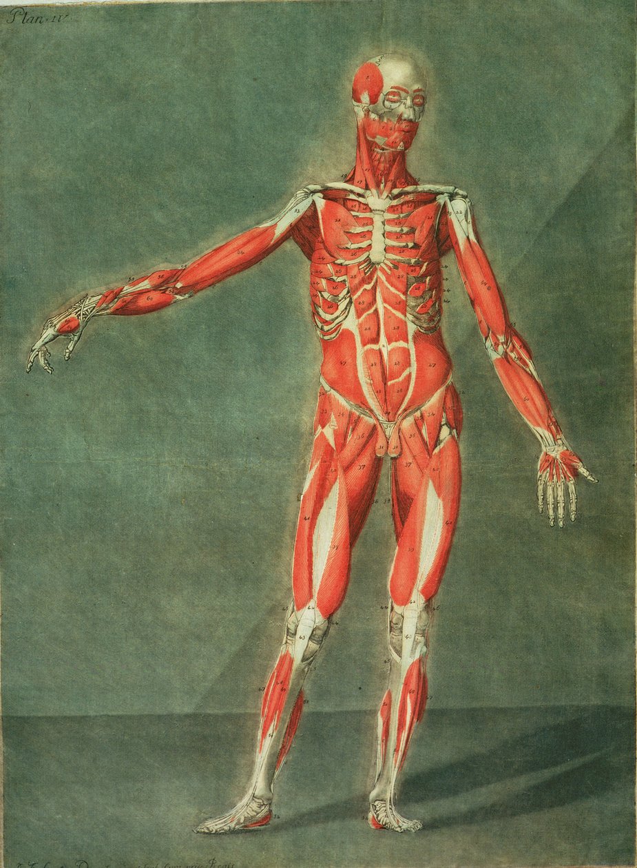 Sistema muscular superficial del frente del cuerpo, lámina 4 de un curso completo de anatomía con texto de Jadelot, grabado por el artista, pub. 1773 de Arnauld Eloi Gautier D