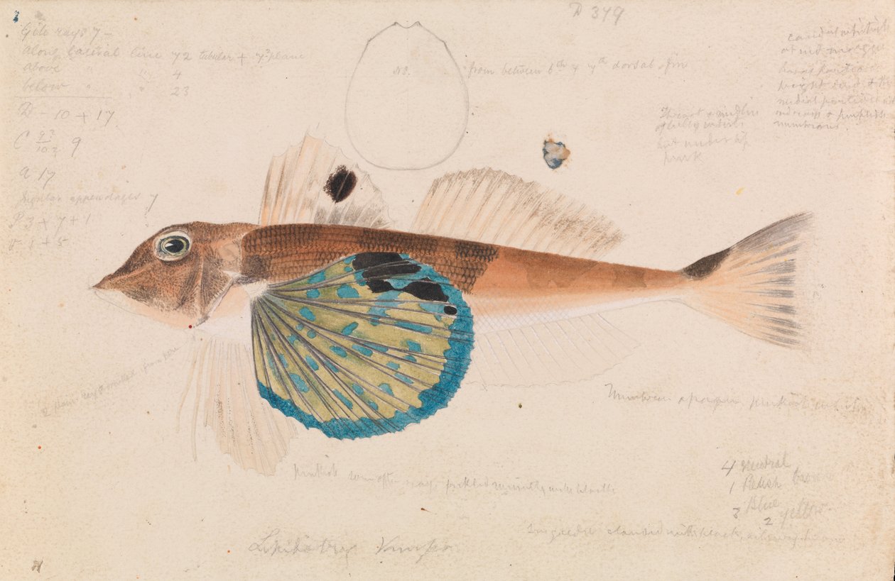 Gurnard Mariposa, Lepidotrigla vanessa de Arthur Bartholomew