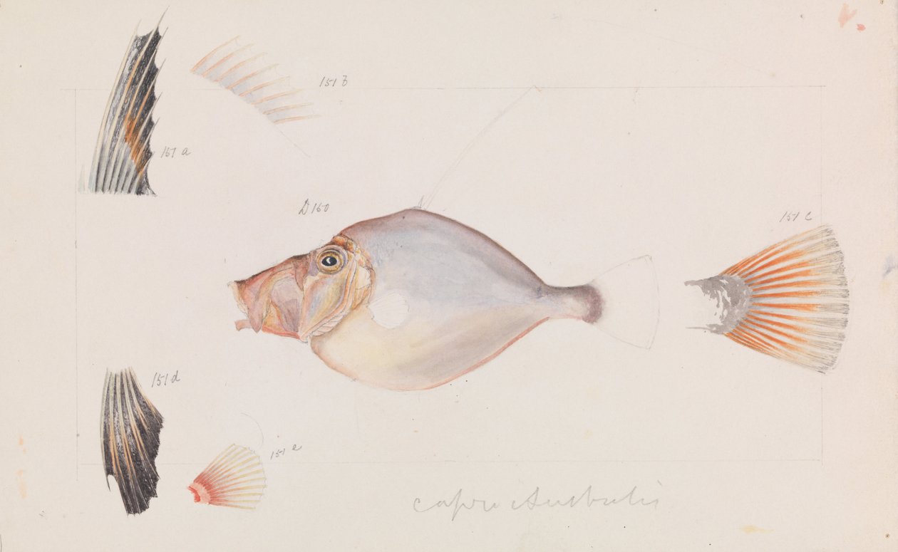 Dorado Plateado, Cyttus australis de Arthur Bartholomew
