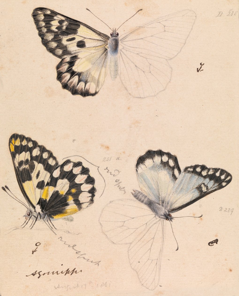 Mariposa Blanca de Madera, Delias aganippe de Arthur Bartholomew