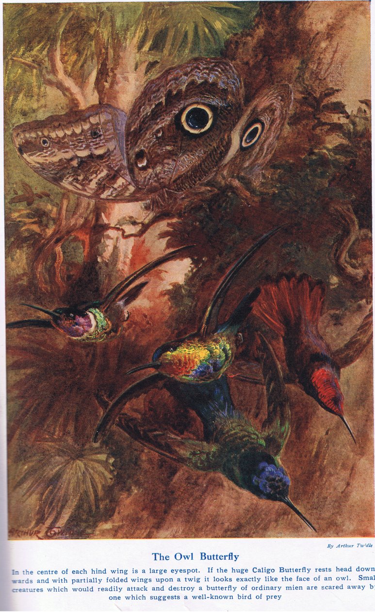 La mariposa búho, ilustración de 