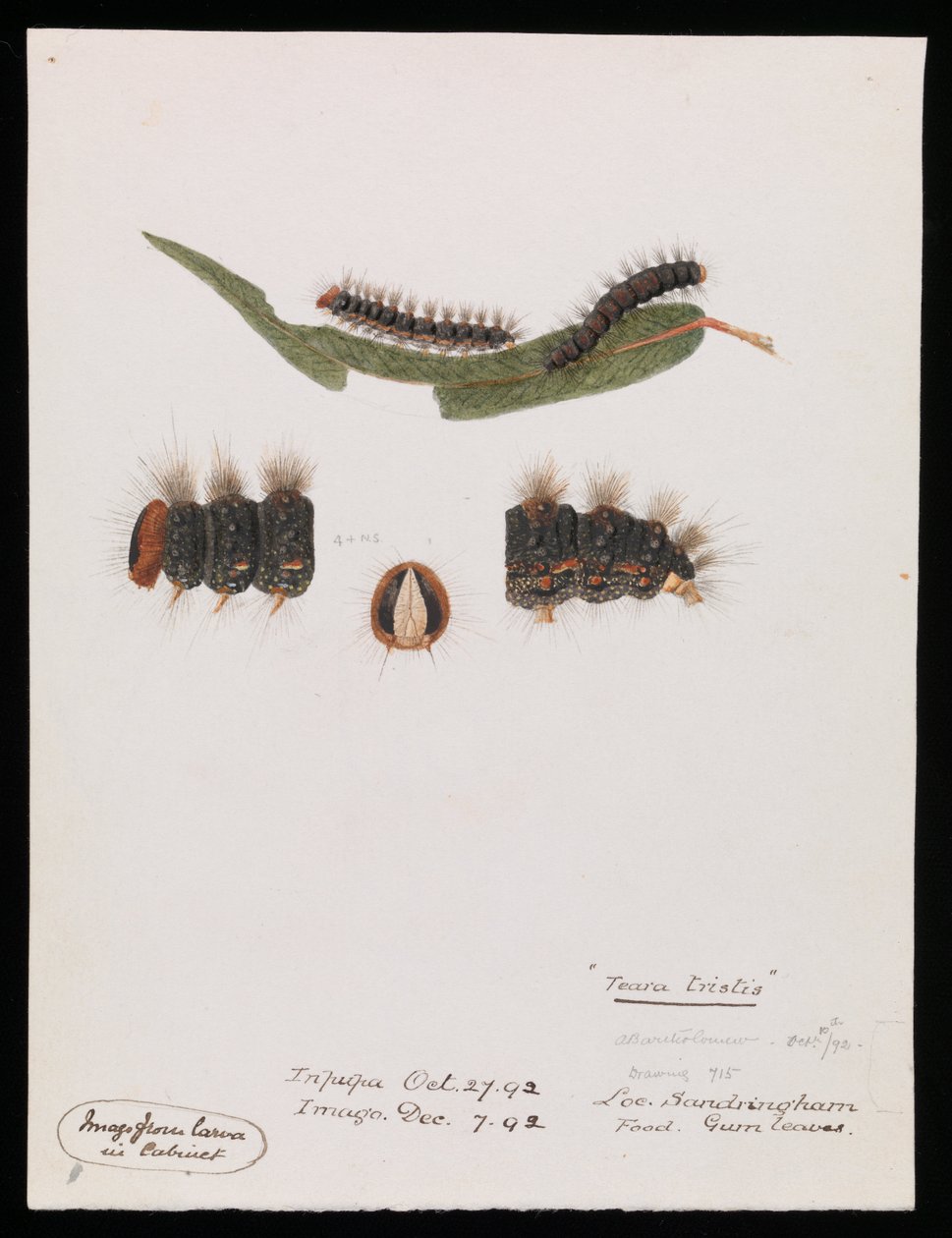 Oruga, Epicoma contristis, Teara tristis de Arthur Bartholomew