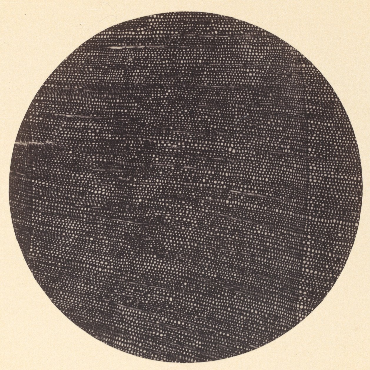 Microfotografía de Sección Transversal de Madera Salisburia, 1870s de Arthur Durham