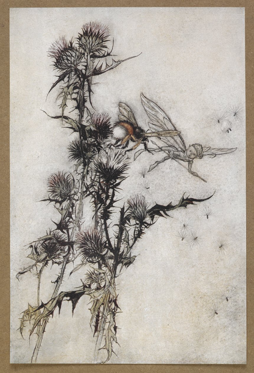 Mátame una abeja humilde de caderas rojas en la cima de un cardo".
Una escena de "Sueño de una noche de verano". de Arthur Rackham
