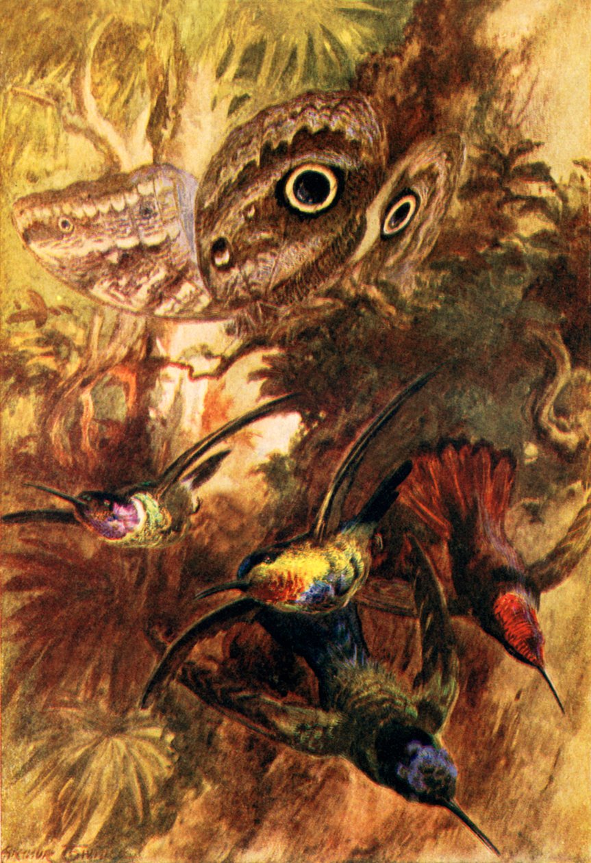 La mariposa búho (litografía en color) de Arthur Twidle