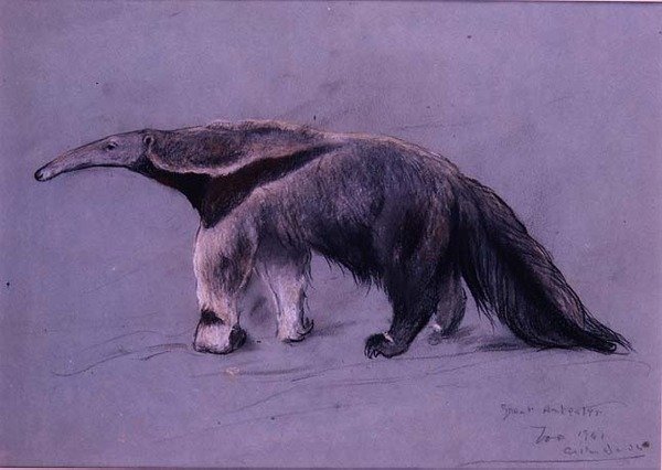 Gran oso hormiguero de Arthur Wardle