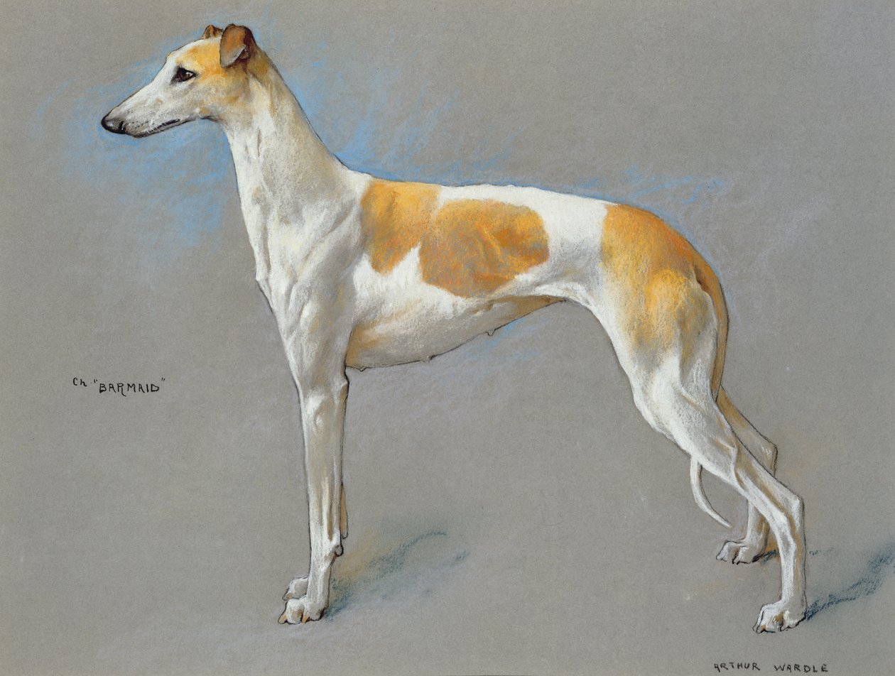 La perra campeona de galgos blanca y leonada 