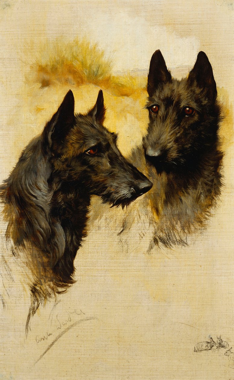 Dos terriers escoceses (óleo sobre lienzo) de Arthur Wardle