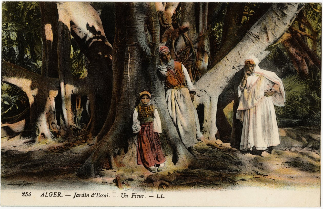 Un ficus en el jardín Essay de Argel, Argelia. Postal de la colección de Selva. de Artist Unknown