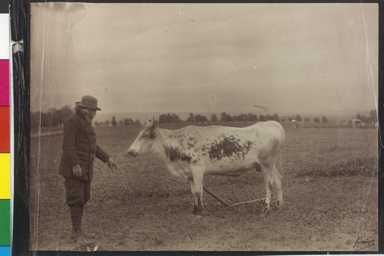 Vaca - Welser piebald de Artist Unknown