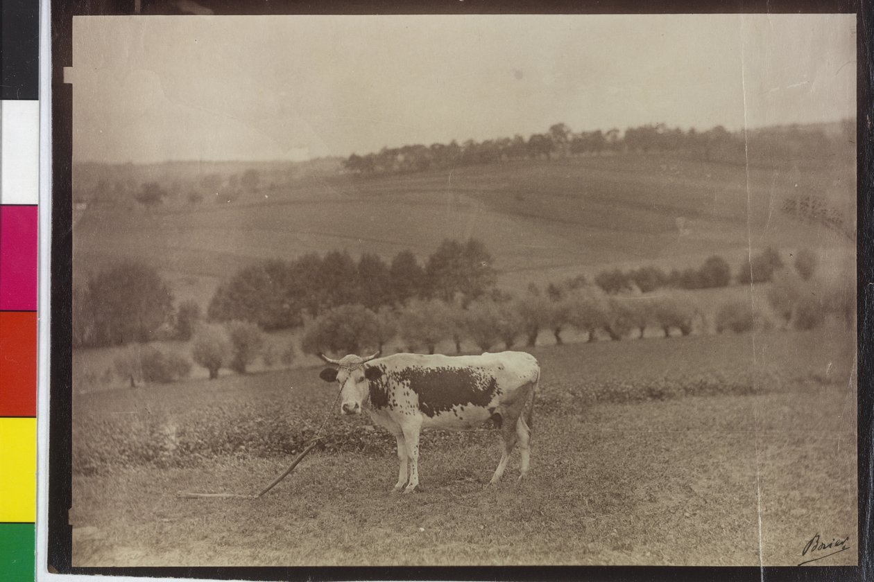 Vaca - bagre pinto de Artist Unknown