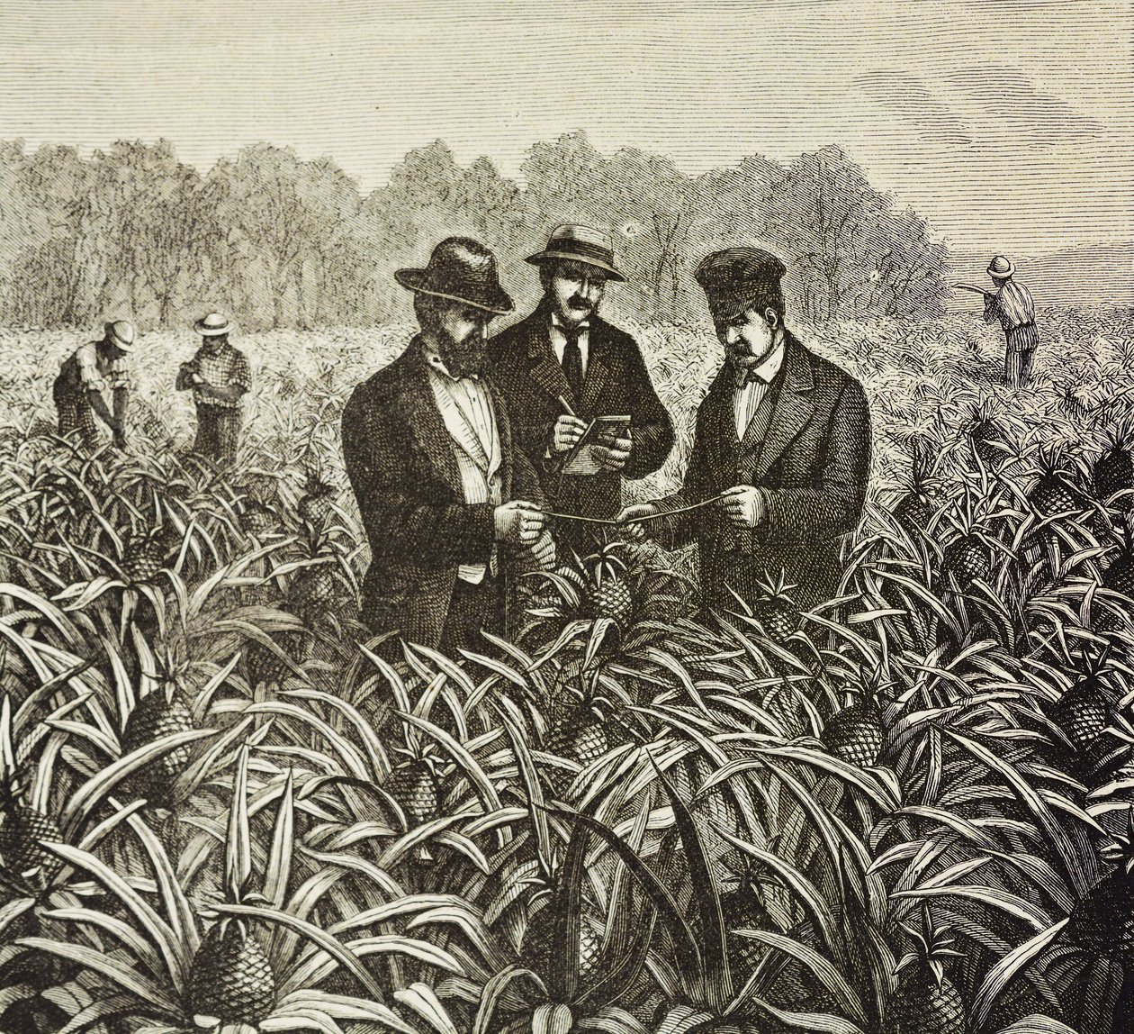Inglaterra (siglo XIX). Colonización (1880). Plantación de piñas en Bahamas. Colonia inglesa en la isla de Nueva Providencia. La piña era uno de los productos de exportación más importantes del puerto de Nassau. Grabado. Colección privada de Artist Unknown