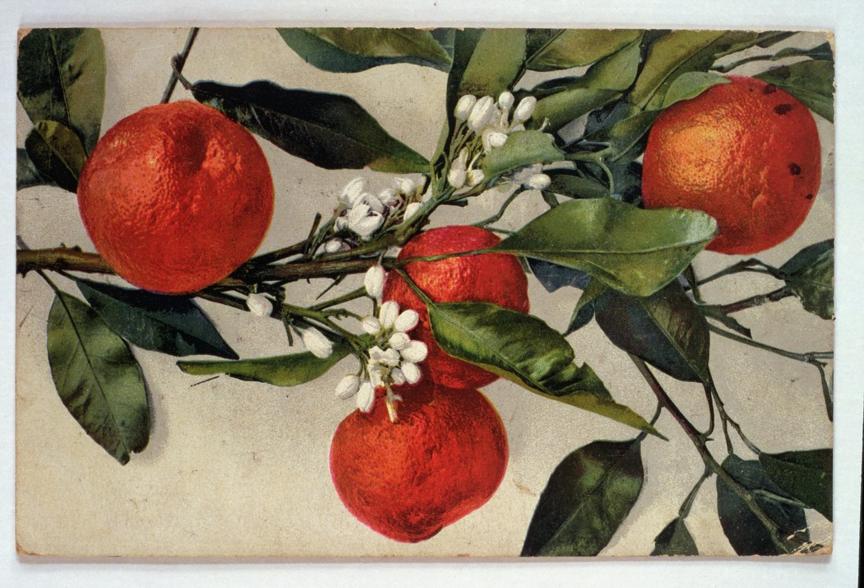Naranjas, postal de Artist Unknown