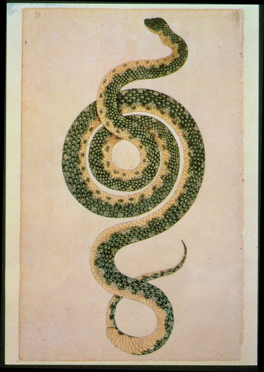 Serpiente (grabado) de Artist Unknown