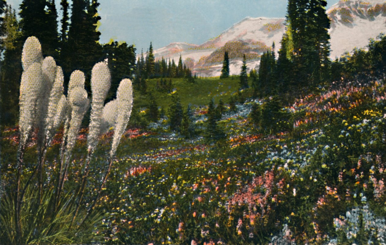 Cesta india de hierba creciendo en el Parque Nacional del Monte Rainier de Asahel Curtis