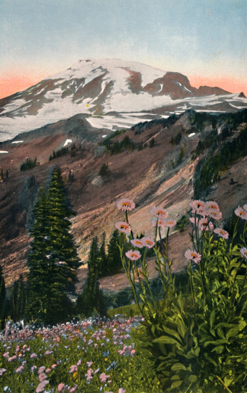 Ásteres púrpuras, en el Parque Nacional del Monte Rainier de Asahel Curtis