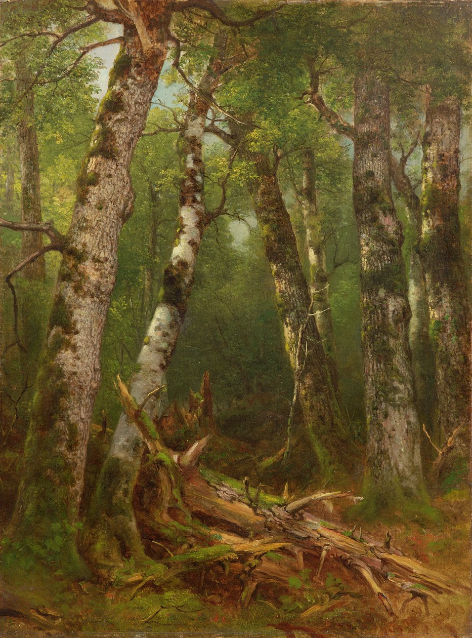 Grupo de Árboles, 1855-77 de Asher Brown Durand