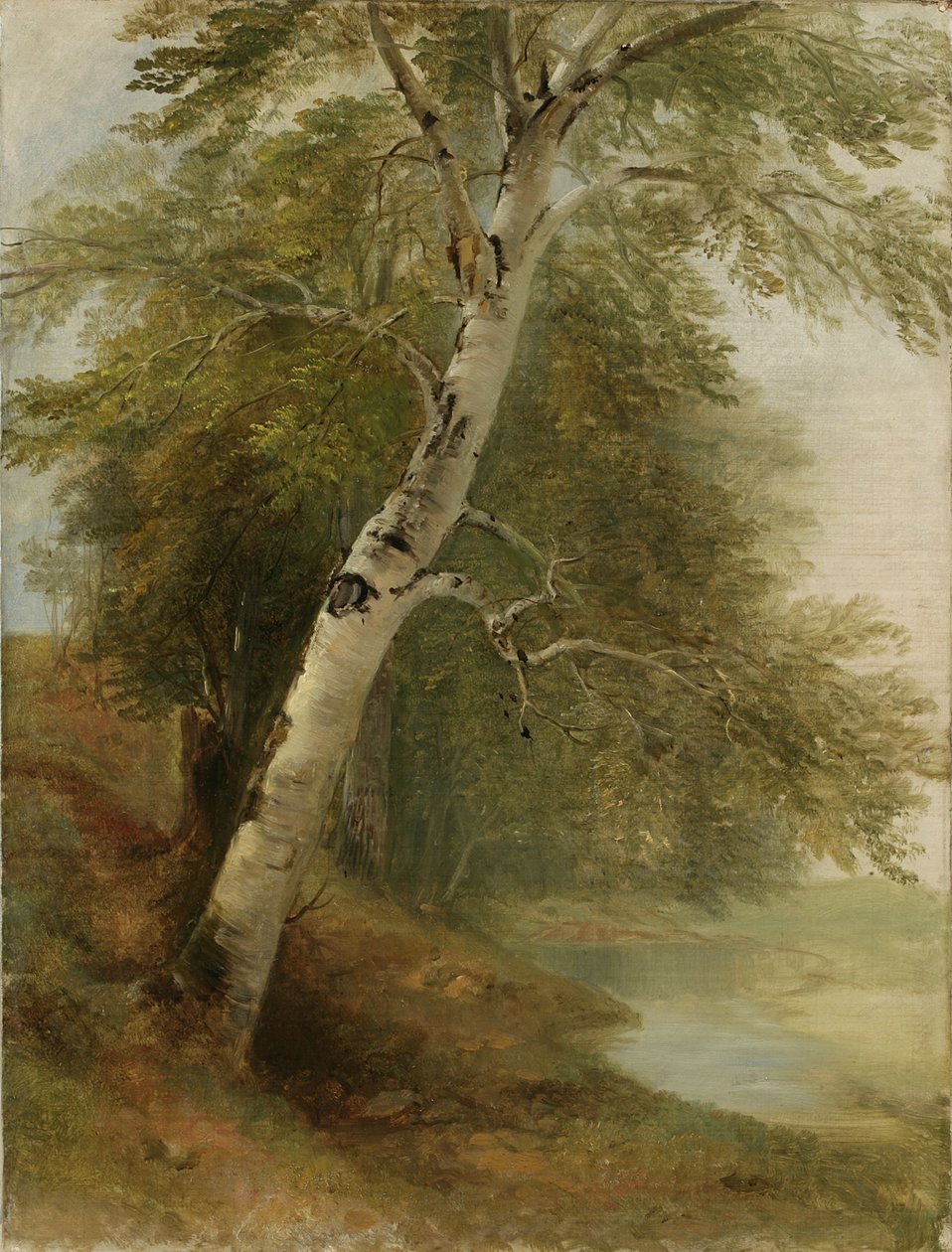 Estudio de la naturaleza: Un abedul de Asher Brown Durand