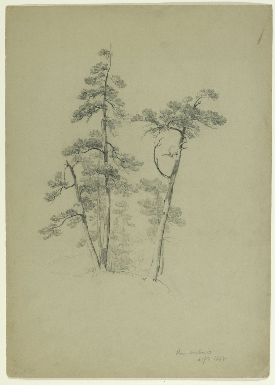 Estudio de árboles, Pine Orchard, Catskill, Nueva York, 1848 (grafito sobre papel gris-verde) de Asher Brown Durand