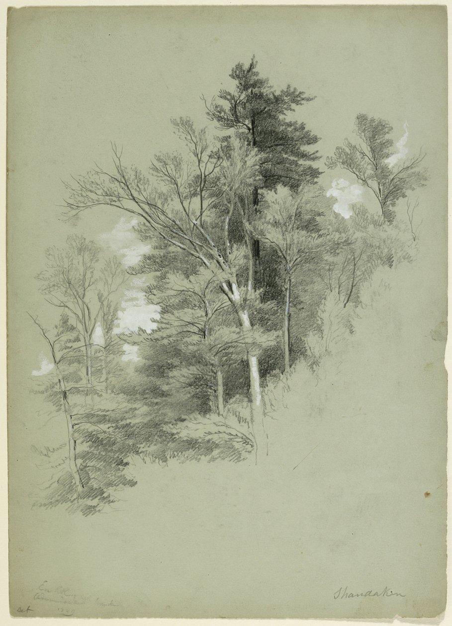 Estudio de árboles, Shandaken, Nueva York, 1849 de Asher Brown Durand