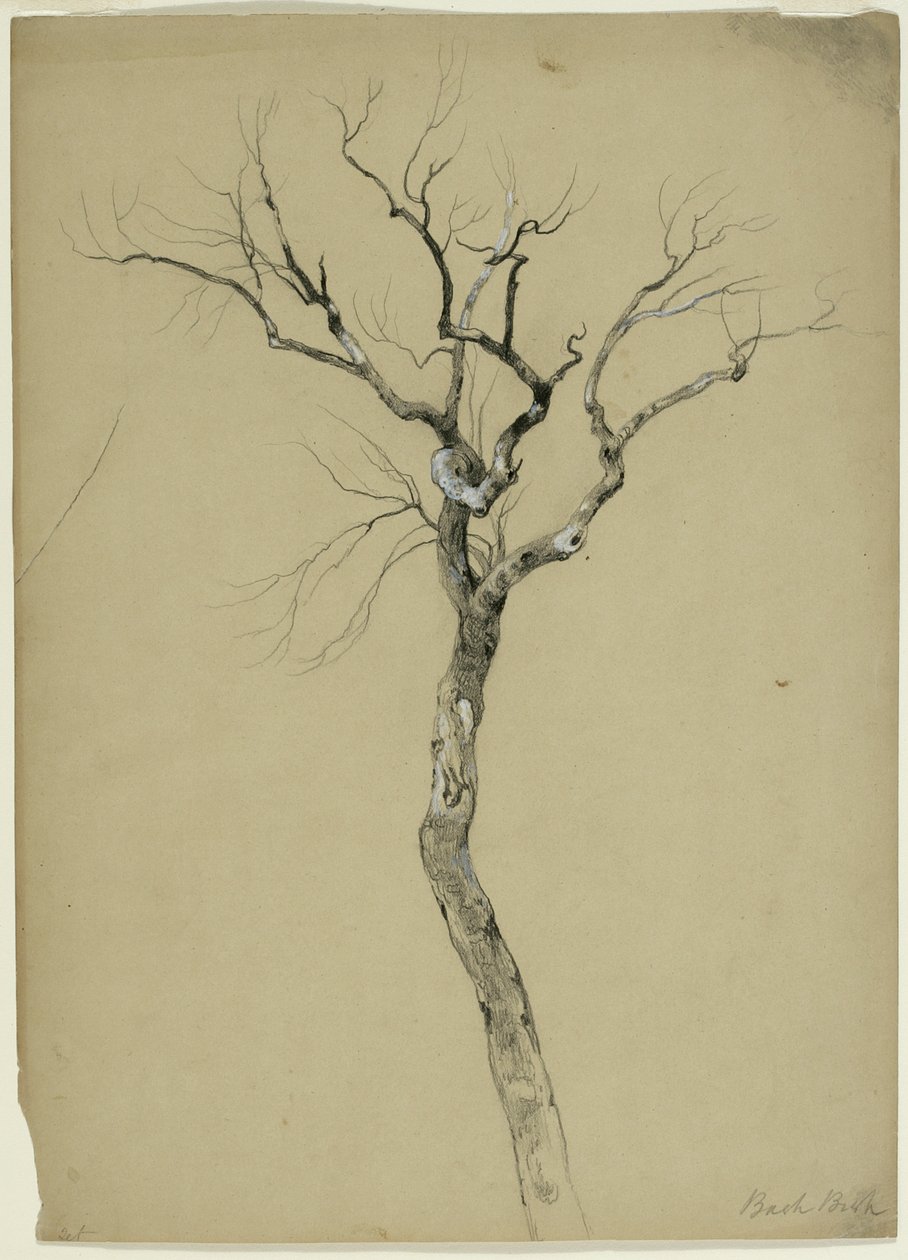 Estudio de un árbol desnudo, South Egremont, Massachusetts, 1851 (grafito y gouache blanco sobre papel beige) de Asher Brown Durand