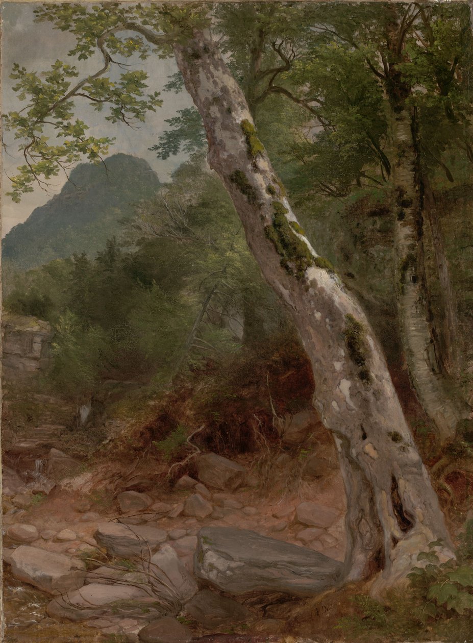 Un sicómoro, Plaaterkill Clove (El sicómoro, Kaaterskill Clove) de Asher Brown Durand