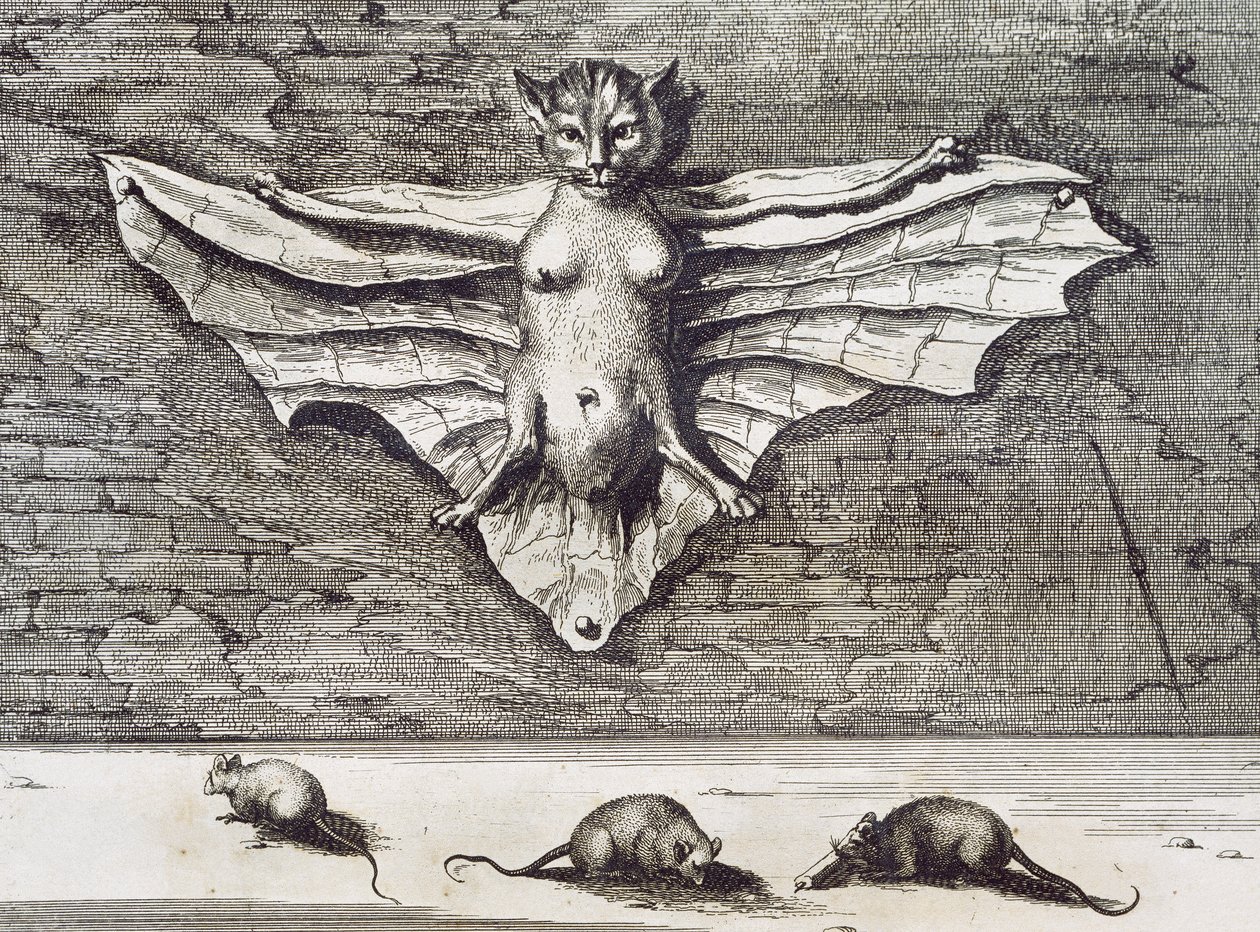 Cattus volans, 1667 de Athanasius Kircher