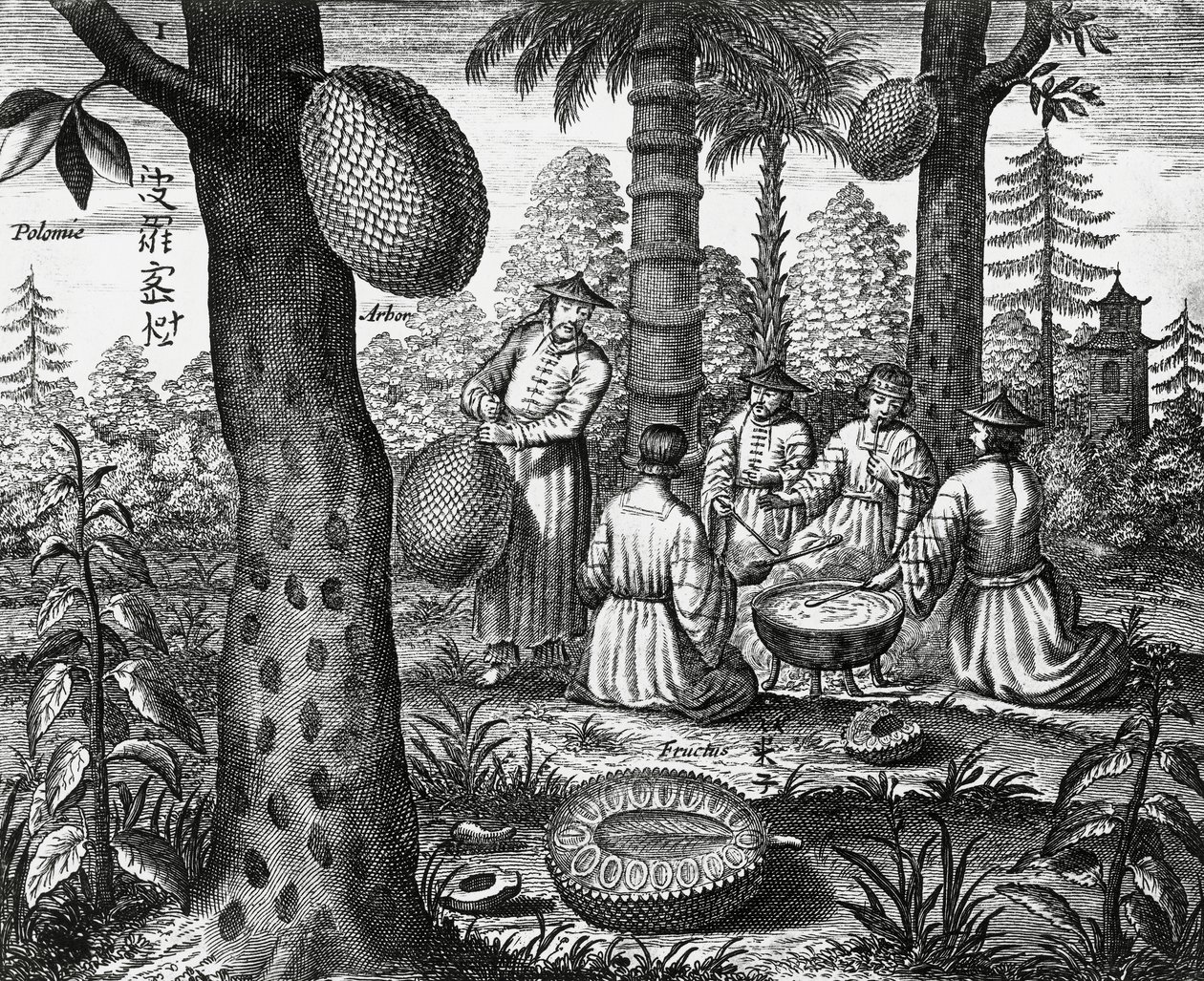 Frutas chinas (Arbor polomie, papaya china), grabado de monumentos chinos de Athanasius Kircher