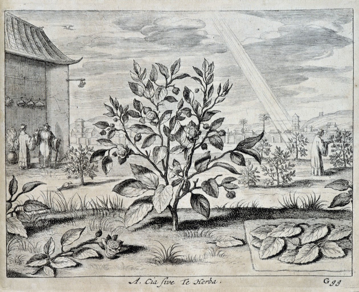 El camelia - en "China" por Athanase Kircher (o Athanasius Kircheri) de Athanasius Kircher